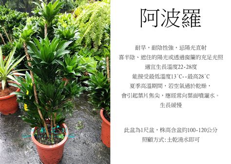 阿波羅千年木風水